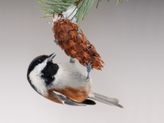 Chestnut-backed Chickadee
