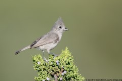 Juniper Titmouse