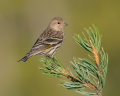 Pine Siskin