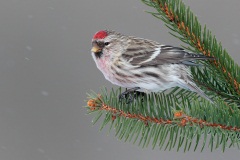 Common Redpoll