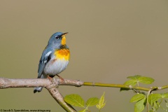 Northern Parula