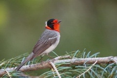 Red-faced Warbler