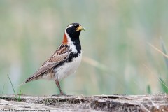 Lapland Longspur