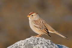 White-crowned Sparrow