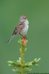 American Tree Sparrow