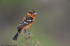 Black-headed Grosbeak