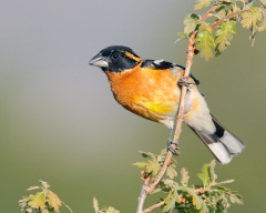Black-headed Grosbeak