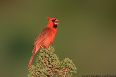 Northern Cardinal