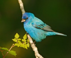 Indigo Bunting
