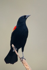 Red-winged Blackbird