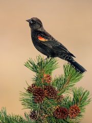 Red-winged Blackbird