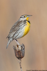 Eastern Meadowlark (Lilian's Meadowlark)